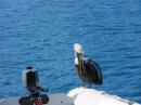 Pelican on the dinghy: At least his rear end is aimed over the side. 